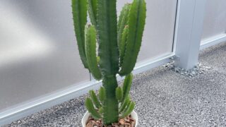 【引取り限定】　サボテン　大雲閣180cm 楽天市場】サボテン（大雲閣：ダイウンカク） 茶色 モスポット トール